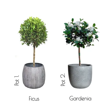 Front Plants Interior Design Mood Board by LennonHouse on Style Sourcebook