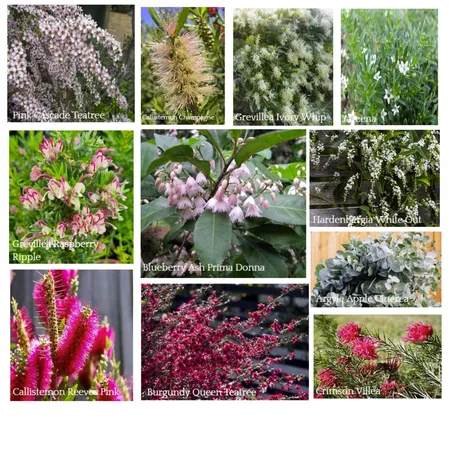 Haybale House - Native Plants Interior Design Mood Board by DonnaB on Style Sourcebook