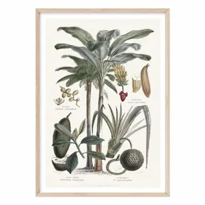 Tropicano II by Boho Art & Styling, a Prints for sale on Style Sourcebook