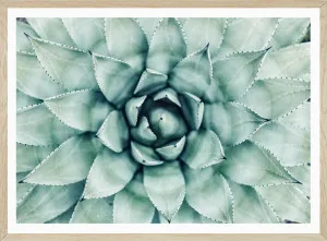 SUCCCULENT by SeascapeLiving, a Prints for sale on Style Sourcebook
