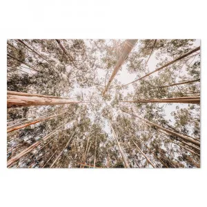 Look Up Eucalyptus Forest by Gioia Wall Art, a Prints for sale on Style Sourcebook