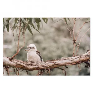 Kookaburra Resting On Gum Tree by Gioia Wall Art, a Prints for sale on Style Sourcebook