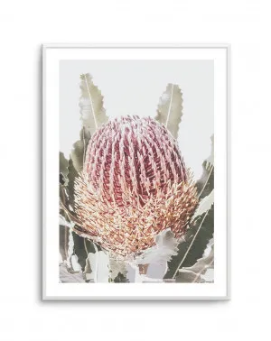 Blushing Banksia I | PT by oliveetoriel.com, a Original Artwork for sale on Style Sourcebook