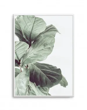 Fiddle Fig III by oliveetoriel.com, a Original Artwork for sale on Style Sourcebook