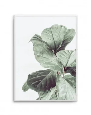 Fiddle Fig I by oliveetoriel.com, a Original Artwork for sale on Style Sourcebook