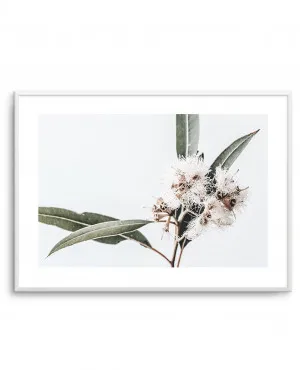 White Eucalyptus II by oliveetoriel.com, a Original Artwork for sale on Style Sourcebook