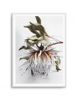 King Protea I by oliveetoriel.com, a Original Artwork for sale on Style Sourcebook