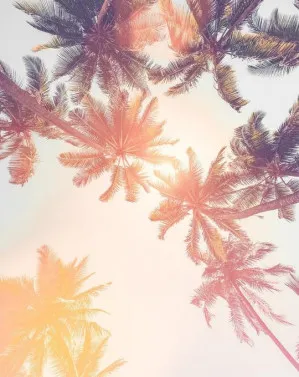 Under the Palms Sunset Wallpaper Mural by oliveetoriel.com, a Wallpaper for sale on Style Sourcebook