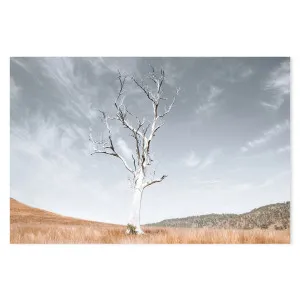 Ancient Tree, Darlington, South East Queensland by Gioia Wall Art, a Prints for sale on Style Sourcebook
