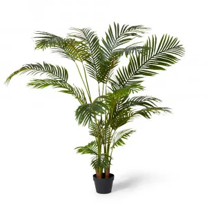 Areca Palm Potted Plant Green - 110cm x 110cm x 170cm by null, a Plants for sale on Style Sourcebook