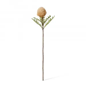 Banksia Baxteri Stem Beige - 20cm x 11cm x 69cm by null, a Plants for sale on Style Sourcebook