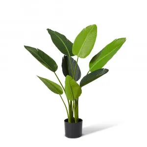 Bird of Paradise Potted Plant Green - 78cm x 78cm x 122cm by null, a Plants for sale on Style Sourcebook