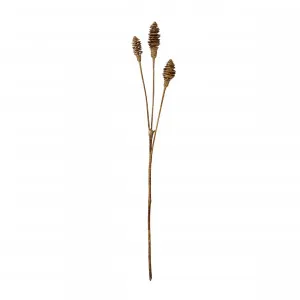 Cone Nut Spray Brown - 72cm by null, a Plants for sale on Style Sourcebook