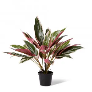 Cordyline Potted Plant - 40cm x 40cm x 45cm by null, a Plants for sale on Style Sourcebook