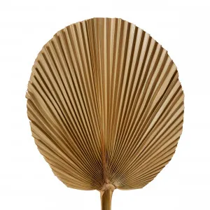 Dried Fan Palm Mini Steam Natural - 15cm x 1cm x 45cm by null, a Plants for sale on Style Sourcebook