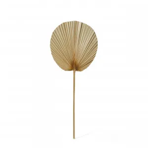 Dried Fan Palm Stem Natural - 30cm x 1cm x 73cm by null, a Plants for sale on Style Sourcebook