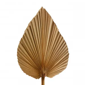 Dried Heart Fan Palm Mini Natural - 15cm x 1cm x 50cm by null, a Plants for sale on Style Sourcebook