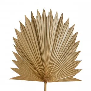 Dried Sun Fan Palm Natural - 38cm x 1cm x 96cm by null, a Plants for sale on Style Sourcebook