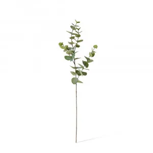 Eucalyptus Dollar Spray Grey Green - 94cm by null, a Plants for sale on Style Sourcebook