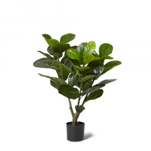 Fiddle Leaf Fig Tree - 50cm x 50cm x 90cm by null, a Plants for sale on Style Sourcebook