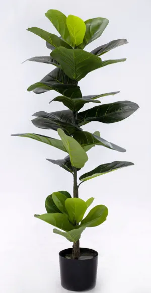 Fiddle Leaf Fig Tree - 50cm x 50cm x 110cm by null, a Plants for sale on Style Sourcebook