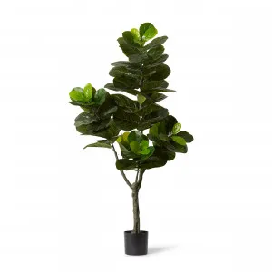 Fiddle Leaf Fig Grand Tree - 95cm x 95cm x 180cm by null, a Plants for sale on Style Sourcebook