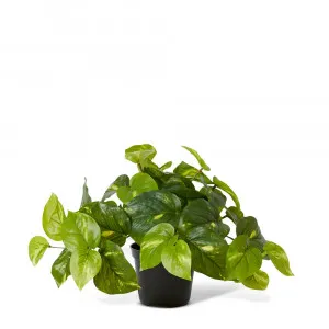 Golden Pothos Potted Plant Variegated - 35cm x 35cm x 24cm by null, a Plants for sale on Style Sourcebook