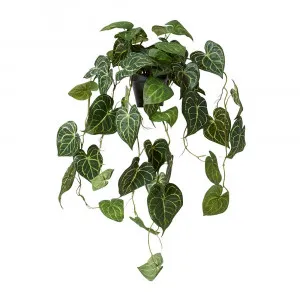 Hanging Anthurium Potted Plant Variegated - 38cm x 35cm x 84cm by null, a Plants for sale on Style Sourcebook
