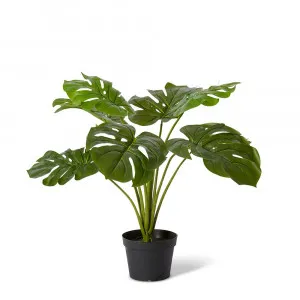 Monstera Plant Green - 60cm x 60cm x 60cm by null, a Plants for sale on Style Sourcebook