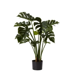 Monstera Potted Plant Green - 40cm x 40cm x 80cm by null, a Plants for sale on Style Sourcebook