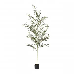 Olive Potted Tree Grey Green - 75cm x 75cm x 200cm by null, a Plants for sale on Style Sourcebook