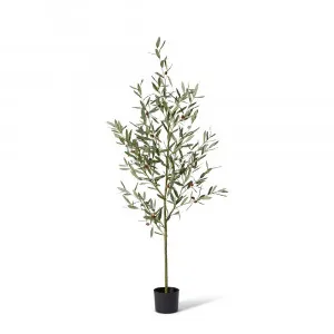 Olive Tree Grey Green - 55cm x 55cm x 170cm by null, a Plants for sale on Style Sourcebook