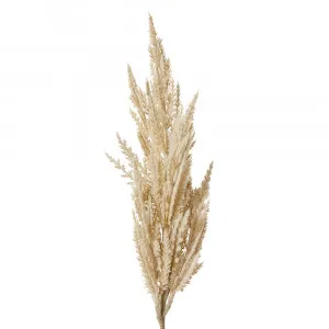 Pampas Grass Stem Beige - 10cm x 10cm x 83cm by null, a Plants for sale on Style Sourcebook