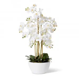 Phalaenopsis Curved Bowl - 50cm x 50cm x 70cm by null, a Plants for sale on Style Sourcebook