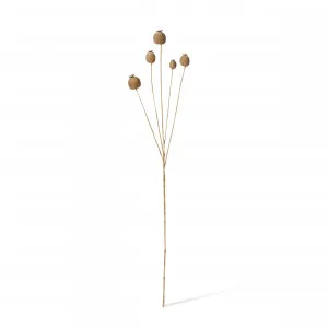 Poppy Seed Spray Light Brown - 76cm by null, a Plants for sale on Style Sourcebook
