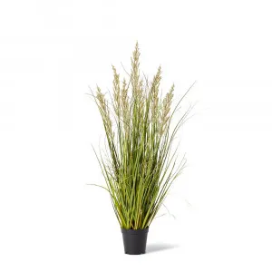 Prairie Grass Green/Green - 50cm x 50cm x 90cm by null, a Plants for sale on Style Sourcebook