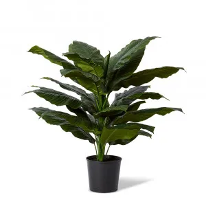 Spathiphyllum Potted Plant - 83cm x 63cm x 122cm by null, a Plants for sale on Style Sourcebook