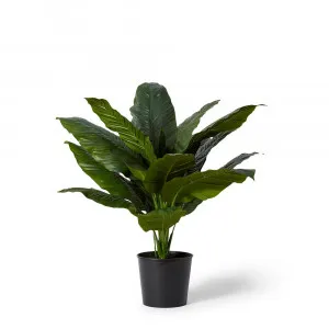 Spathiphyllum Potted Plant - 94cm x 90cm x 90cm by null, a Plants for sale on Style Sourcebook