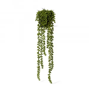 String of Pearls Potted Plant - 18cm x 18cm x 56cm by null, a Plants for sale on Style Sourcebook
