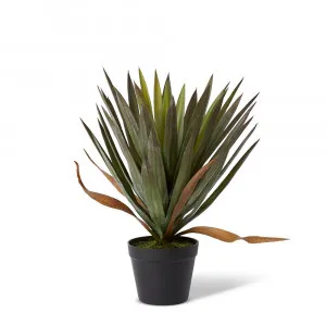 Yucca Gloriosa Grey Green - 46cm x 46cmx 48cm by null, a Plants for sale on Style Sourcebook