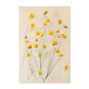 Chamomile No.1 by Gioia Wall Art, a Prints for sale on Style Sourcebook