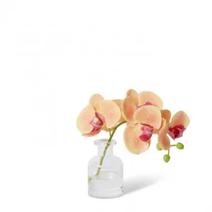 Phalaenopsis Orchid in Vase - 25 x 10 x 20cm by null, a Plants for sale on Style Sourcebook