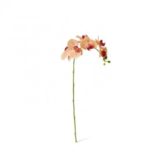 Phalaenopsis Orchid Stem - 25 x 10 x 55cm by null, a Plants for sale on Style Sourcebook