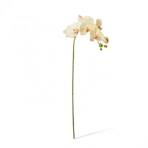 Phalaenopsis Lush Stem - 25 x 10 x 78cm by null, a Plants for sale on Style Sourcebook