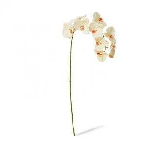 Phalaenopsis Lush Stem - 35 x 15 x 97cm by null, a Plants for sale on Style Sourcebook