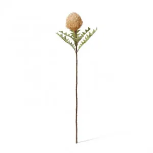 Banksia Ba x teri Stem - 20 x 11 x 69cm by null, a Plants for sale on Style Sourcebook