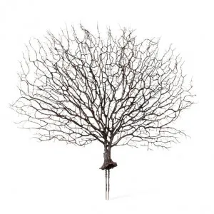 Coral Fan Sea Plant - 53 x 4 x 48cm by null, a Statues & Ornaments for sale on Style Sourcebook