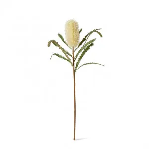 Banksia Stem - 20 x 8 x 65cm by null, a Plants for sale on Style Sourcebook