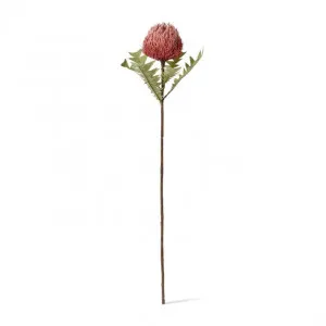 Banksia Ba x teri Stem - 20 x 11 x 69cm by null, a Plants for sale on Style Sourcebook