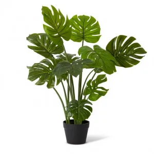 Monstera Plant Potted - 41 x 41 x 90 cm by null, a Plants for sale on Style Sourcebook